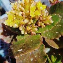Una foto de Kalanchoe blossfeldiana