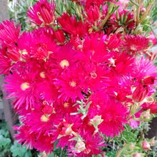 Photo of a cactus currently being identified