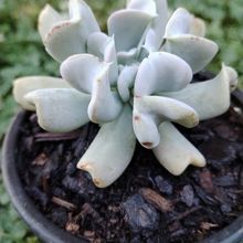 Foto de un cactus que se está identificando actualmente