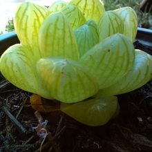 Foto de un cactus que se está identificando actualmente