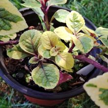 Foto de un cactus que se está identificando actualmente