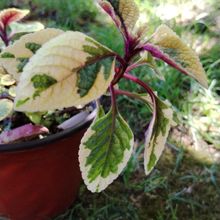 Foto de un cactus que se está identificando actualmente