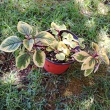 Foto de un cactus que se está identificando actualmente