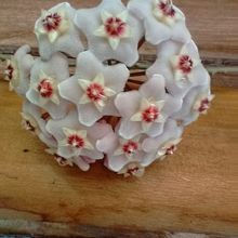 Foto de un cactus que se está identificando actualmente