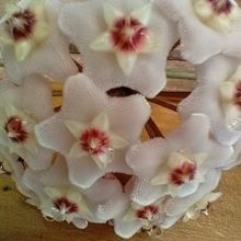 Foto de un cactus que se está identificando actualmente