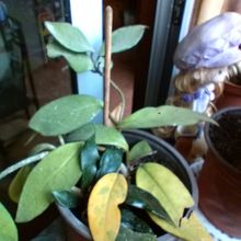 Foto de un cactus que se está identificando actualmente