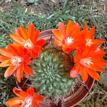 Photo of a cactus currently being identified