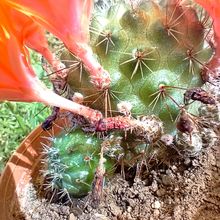 Photo of a cactus currently being identified