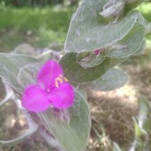 Una foto de Tradescantia sillamontana
