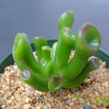 A photo of Crassula ovata cv. gollum