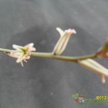 Una foto de Haworthia mutica