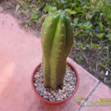 Una foto de Echinopsis pachanoi
