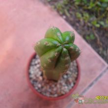 Una foto de Echinopsis pachanoi