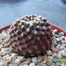 Una foto de Copiapoa humilis subsp. tenuissima