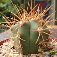 Una foto de Echinopsis candicans
