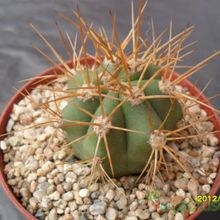 Una foto de Echinopsis candicans