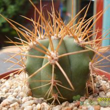 Una foto de Echinopsis candicans