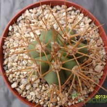 Una foto de Echinopsis candicans