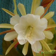 Una foto de Epiphyllum laui
