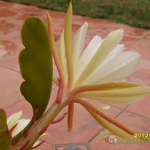 Una foto de Epiphyllum laui