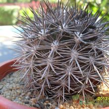 Una foto de Eriosyce subgibbosa ssp. nigrihorrida