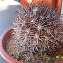Una foto de Eriosyce subgibbosa ssp. nigrihorrida