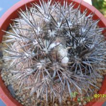 Una foto de Eriosyce subgibbosa ssp. nigrihorrida