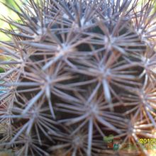 Una foto de Eriosyce subgibbosa ssp. nigrihorrida