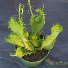 A photo of Euphorbia flanaganii fma. crestada