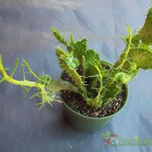 A photo of Euphorbia flanaganii fma. crestada