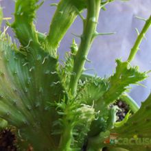 A photo of Euphorbia flanaganii fma. crestada