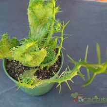 A photo of Euphorbia flanaganii fma. crestada