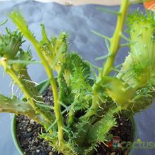 A photo of Euphorbia flanaganii fma. crestada