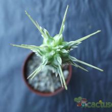 Una foto de Euphorbia mammillaris fma. variegada