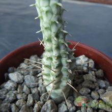 Una foto de Euphorbia mammillaris fma. variegada