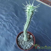 Una foto de Euphorbia mammillaris fma. variegada