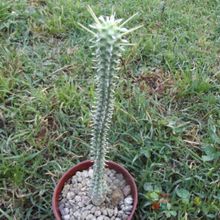 Una foto de Euphorbia mammillaris fma. variegada