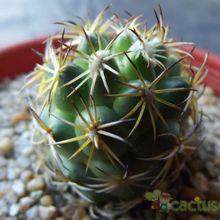 Una foto de Coryphantha retusa