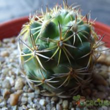 Una foto de Coryphantha retusa