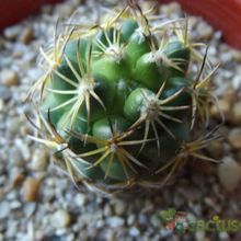 Una foto de Coryphantha retusa