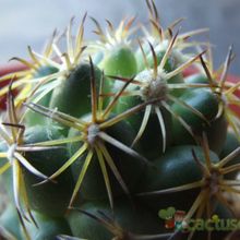 Una foto de Coryphantha retusa