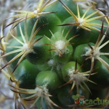 Una foto de Coryphantha retusa