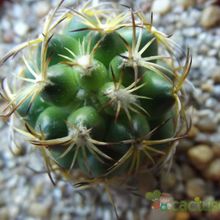 Una foto de Coryphantha retusa
