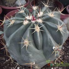 Una foto de Ferocactus cylindraceus subsp. tortulispinus