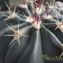 Una foto de Ferocactus cylindraceus subsp. tortulispinus