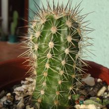 A photo of Echinopsis bertramiana