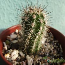 A photo of Echinopsis bertramiana