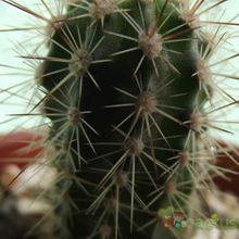 A photo of Echinopsis bertramiana
