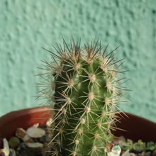A photo of Echinopsis bertramiana