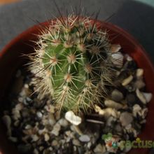 A photo of Echinopsis bertramiana